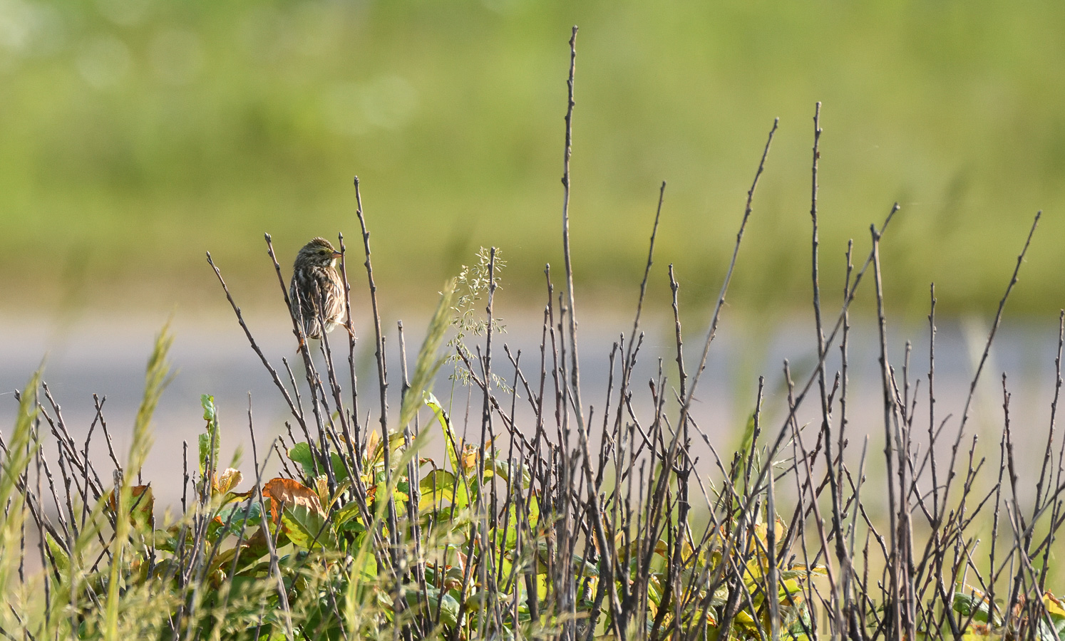 Passerculus sandwichensis savanna [400 mm, 1/1250 Sek. bei f / 7.1, ISO 1000]